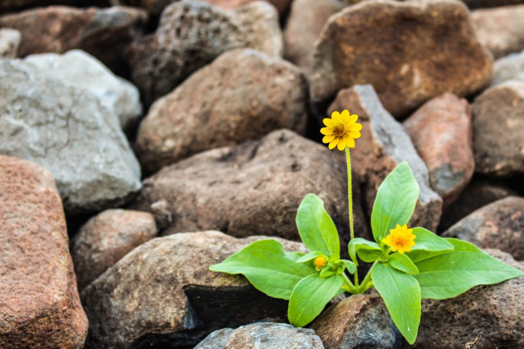 Two Yellow Flowers Surrounded By Rocks 1028930 Photo by Nacho Juárez from Pexels