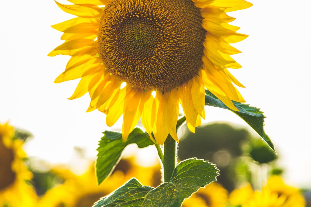Paul Green 5lRxNLHfZOY Unsplash Paul Green 5lRxNLHfZOY Unsplash