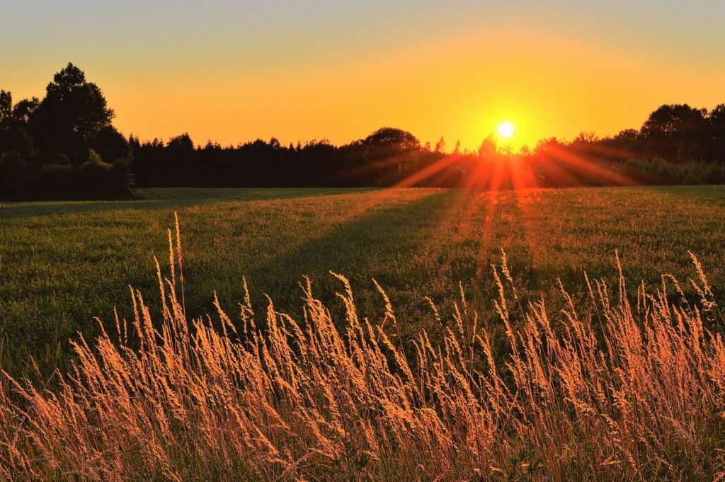 Sunray Across Green Grass Field 1237107