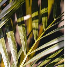 Palm Palm