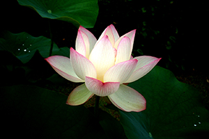 White Lotus 1552510 White Lotus 1552510
