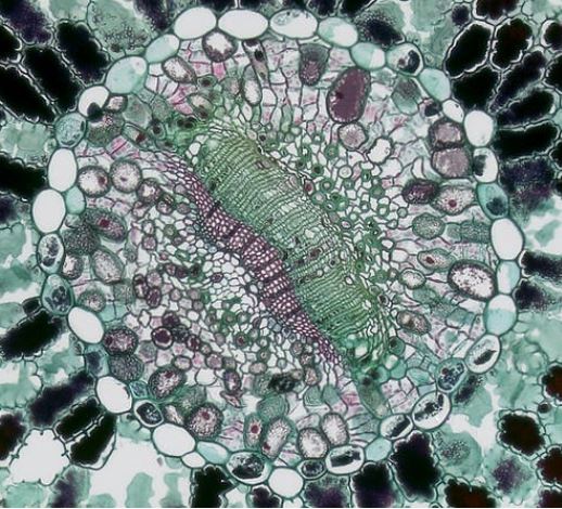 cellular cellular